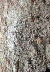 Lecanactis subfarinosa