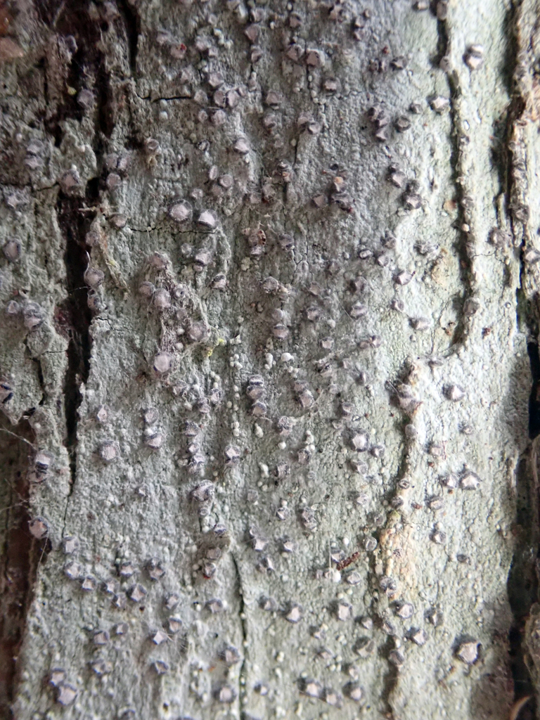 Lecanactis subfarinosa