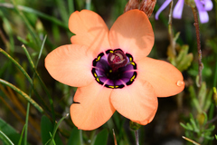Sparaxis elegans