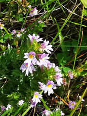 Euphrasia maximowiczii