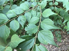 Celtis biondii