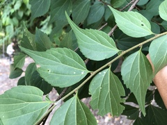 Celtis biondii