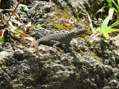 Sceloporus minor cyaneus