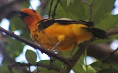 Icterus pectoralis