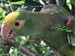 Amazona oratrix belizensis