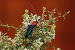 Stenaspis verticalis insignis