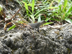 Sceloporus minor cyaneus