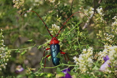 Stenaspis verticalis insignis