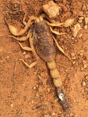 Parabuthus maximus