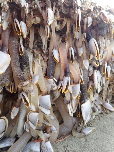 photo of Pelagic Gooseneck Barnacle (Lepas anatifera)