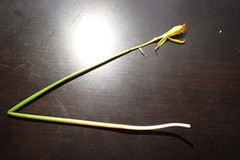 Zephyranthes pulchella