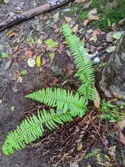 Polystichum munitum