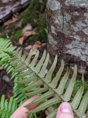 Polystichum munitum