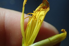 Zephyranthes pulchella