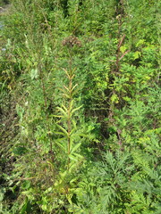 Eupatorium lindleyanum