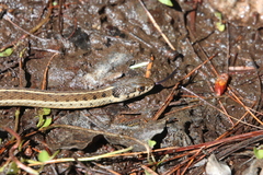 Thamnophis errans