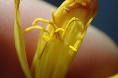 Zephyranthes pulchella