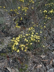 Phebalium stenophyllum