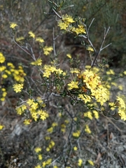 Phebalium stenophyllum