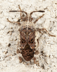 Merocoris