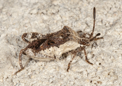 Merocoris