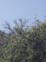 Campylorhynchus brunneicapillus