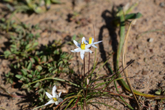Pauridia serrata albiflora