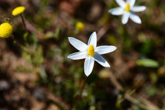Pauridia serrata albiflora