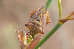 Carpocoris mediterraneus atlanticus