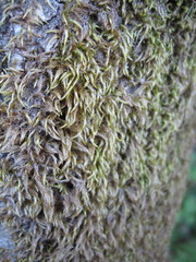 Scleropodium cespitans