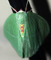Chlorosea banksaria