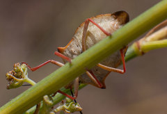 Carpocoris mediterraneus atlanticus