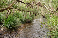Lomandra hystrix