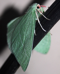 Chlorosea banksaria