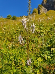 Aconitum orientale