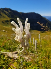 Aconitum orientale