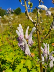 Aconitum orientale