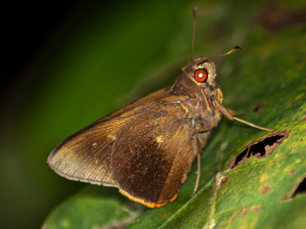 Orange-ciliate Palmer