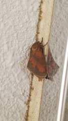 Dendrolimus spectabilis