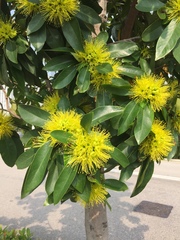 Xanthostemon chrysanthus
