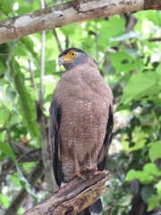 Spilornis cheela