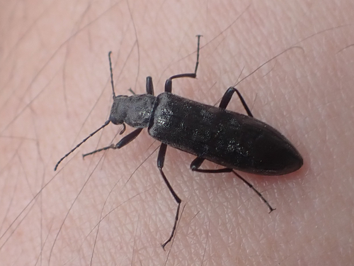 Brassy False Long-horned Beetle