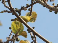 Zosterops anderssoni