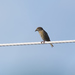 Central American Crossbill - Photo (c) franciscomanuel77, some rights reserved (CC BY-NC), uploaded by franciscomanuel77