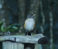 Turdus albicollis