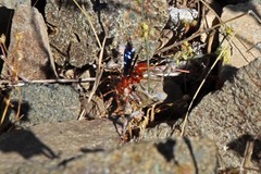 Tachypompilus unicolor