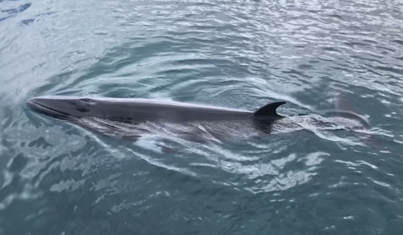 Common Minke Whale from Dusnborough Professional Fisherman's Boat Ramp ...
