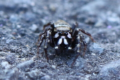 Metaphidippus manni