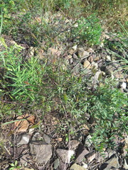 Bidens parviflora
