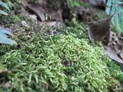 Scleropodium julaceum